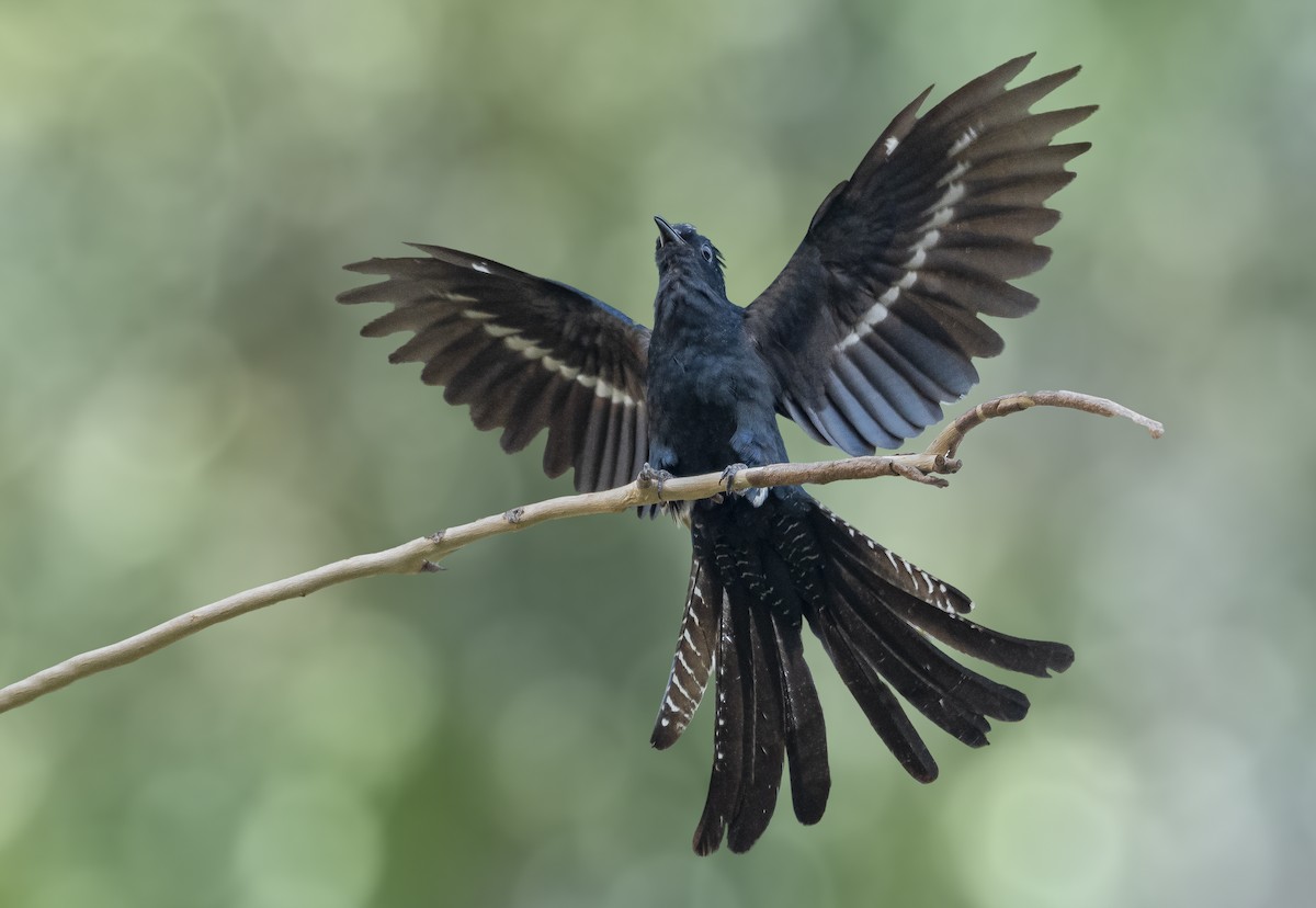 Fork-tailed Drongo-Cuckoo - Rahul Chakraborty