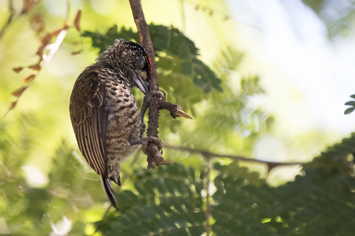 White-wedged Piculet - ML233780911