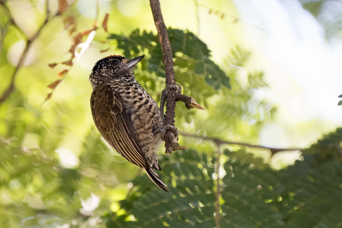 White-wedged Piculet - ML233780921