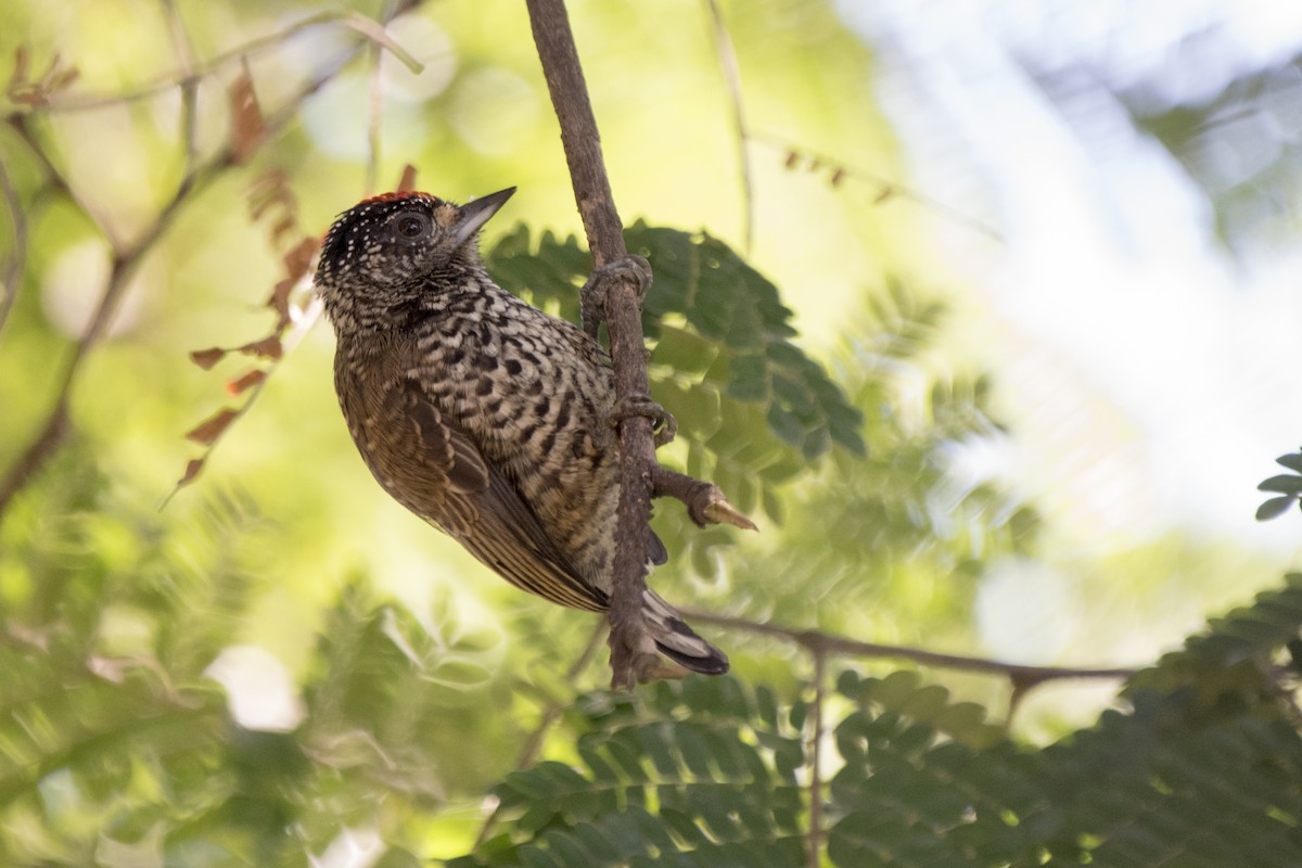 White-wedged Piculet - ML233781001