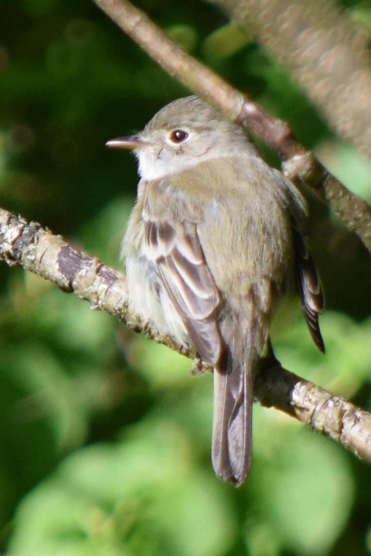 EBird Checklist 12 May 2020 Springwood Park 12 Species 1 Other Taxa