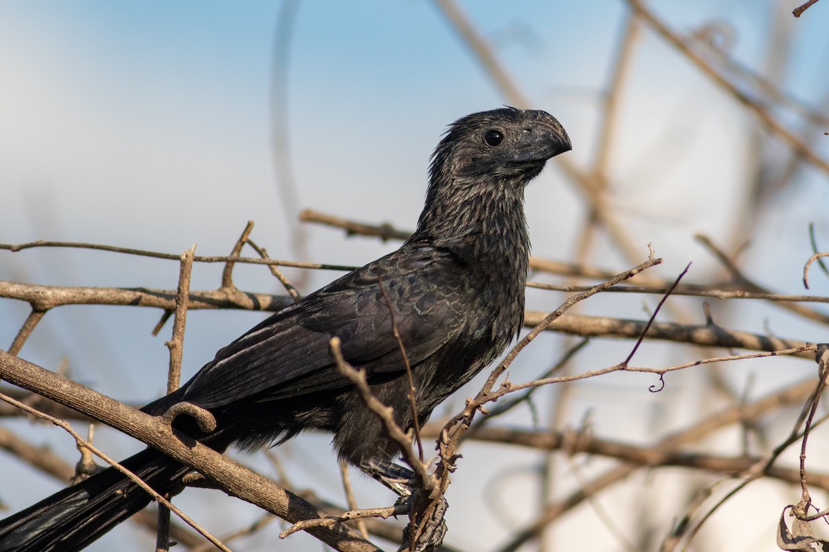 Groove-billed Ani - Francis Canto Jr