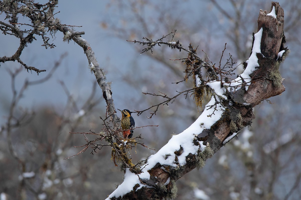 Darjeeling Woodpecker - ML233784201