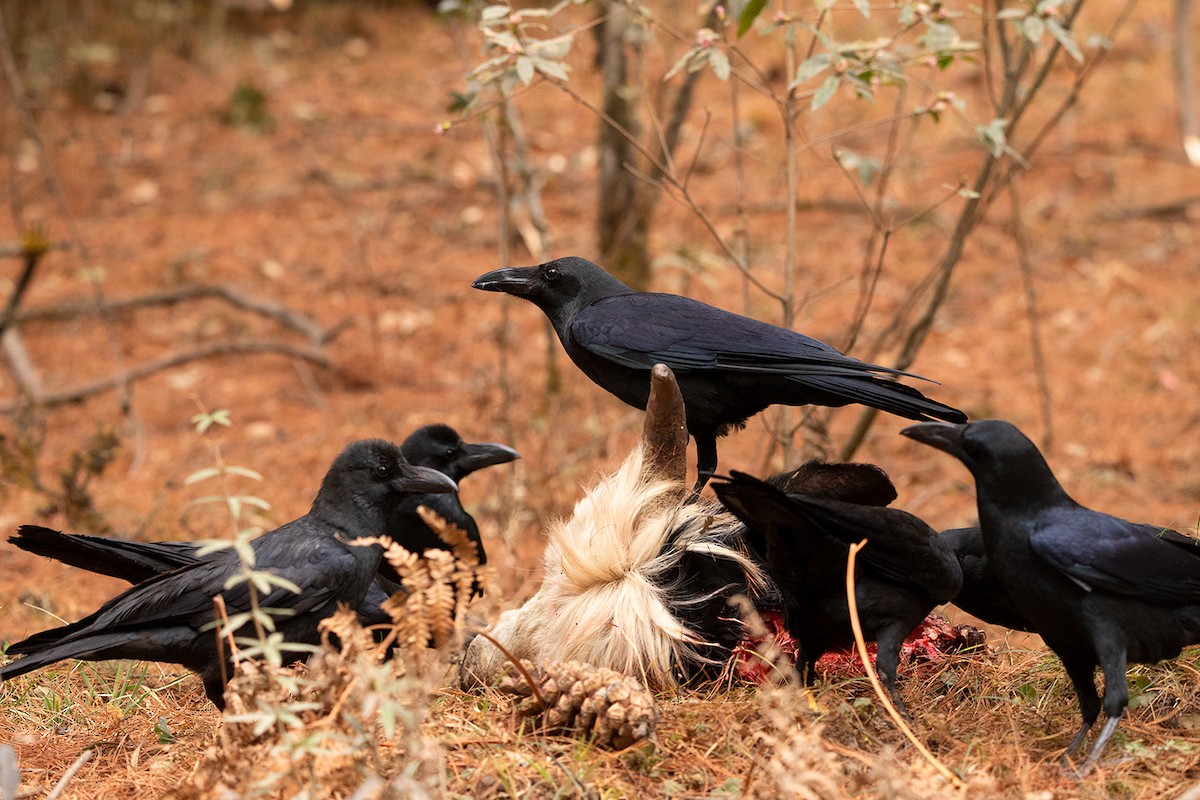 Large-billed Crow - Ayuwat Jearwattanakanok