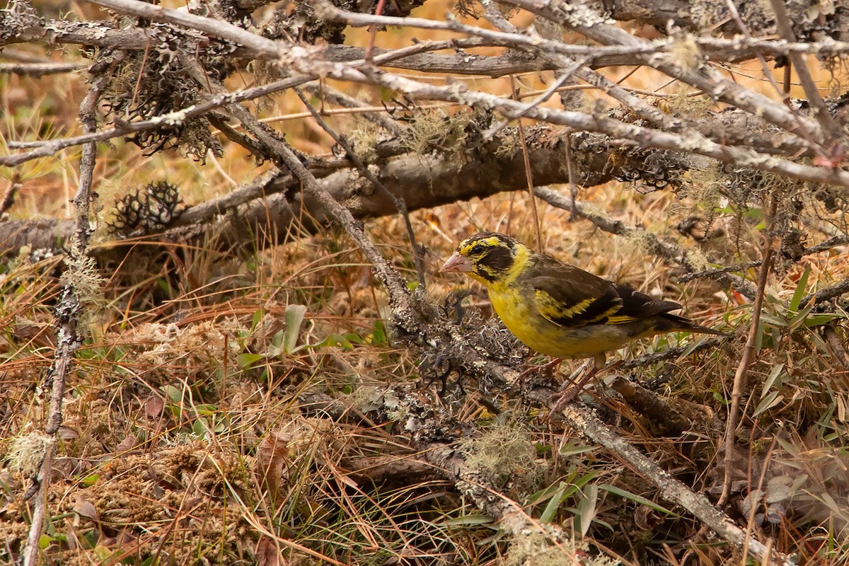 Yellow-breasted Greenfinch - ML233788351