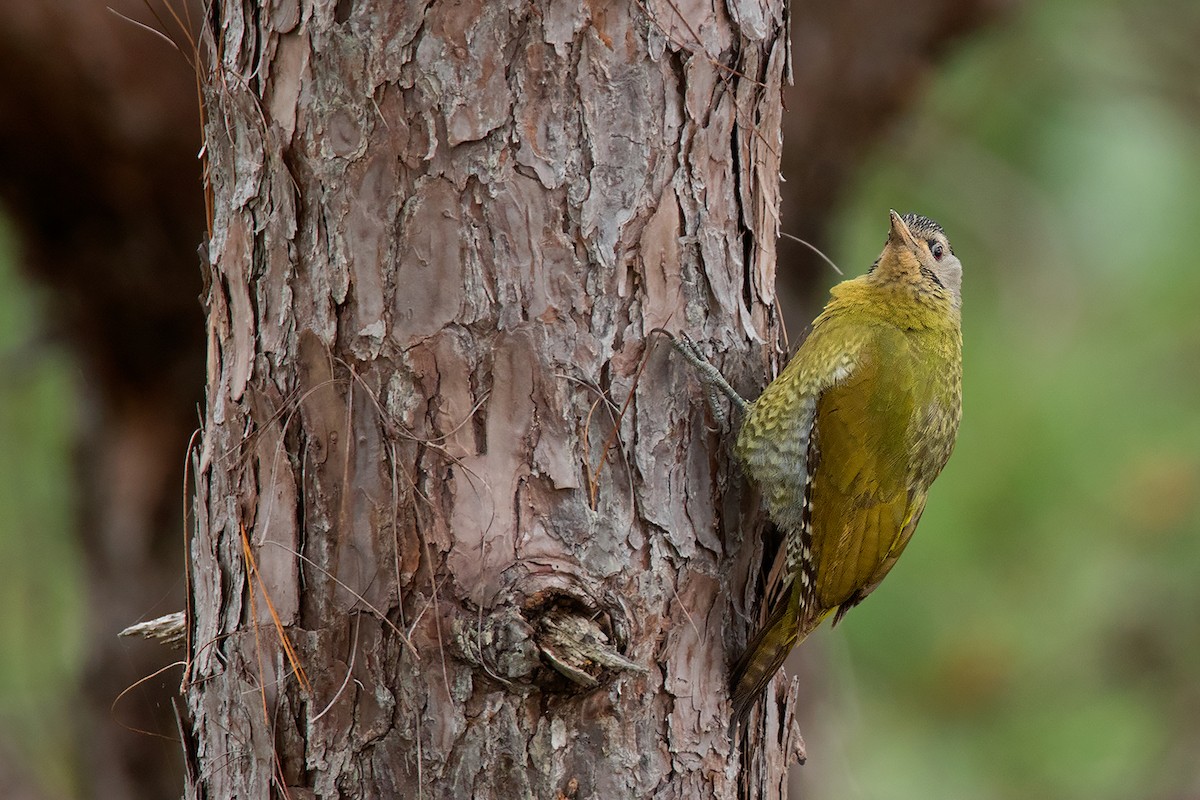 Gray-headed Woodpecker (Black-naped) - Ayuwat Jearwattanakanok