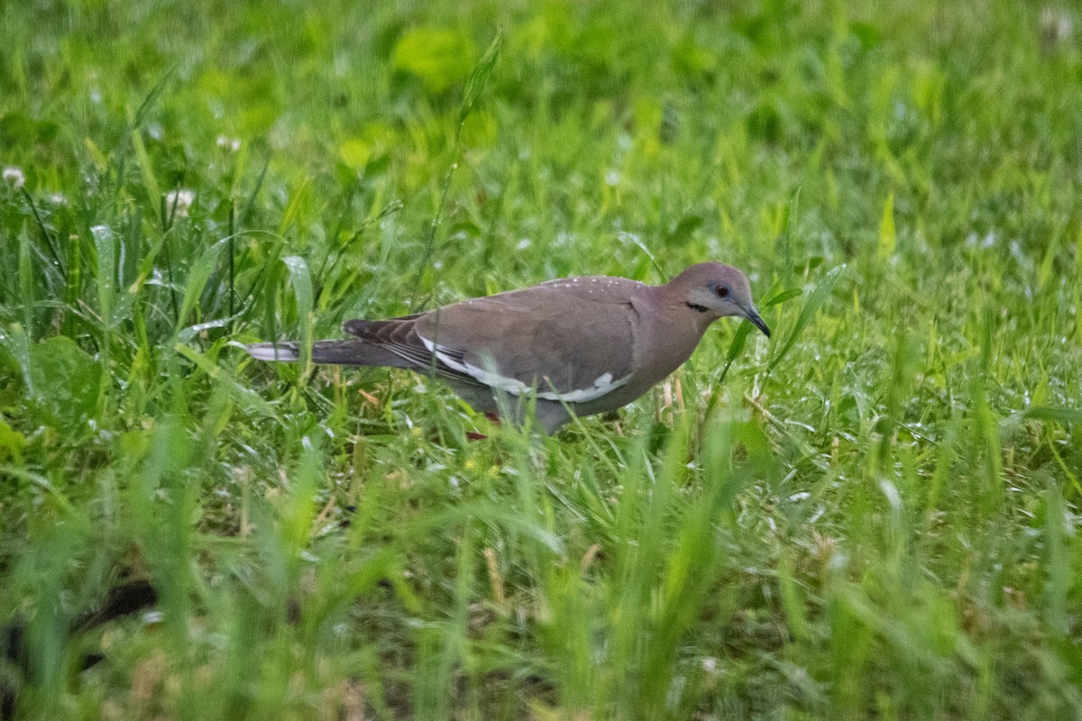 ebird-checklist-12-may-2020-lyon-college-3-species