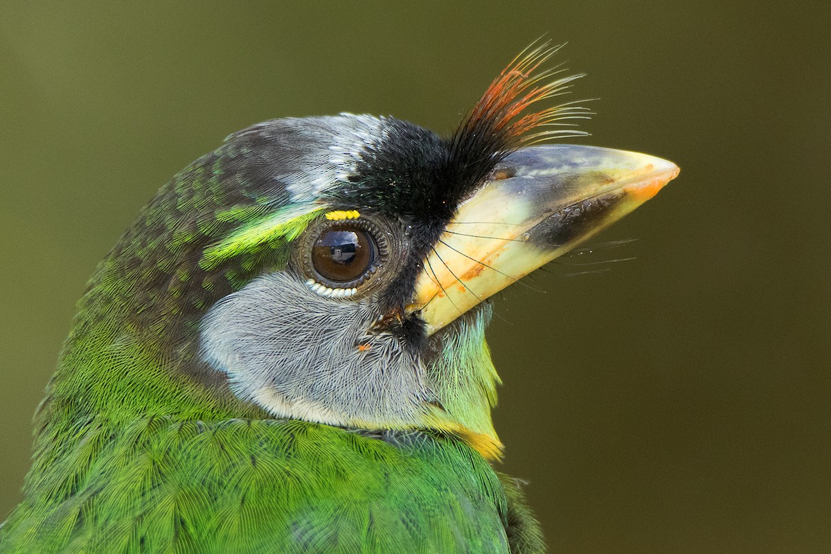 Fire-tufted Barbet - ML233792361