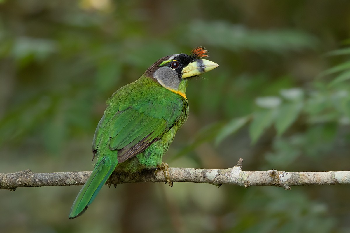 Fire-tufted Barbet - ML233792371