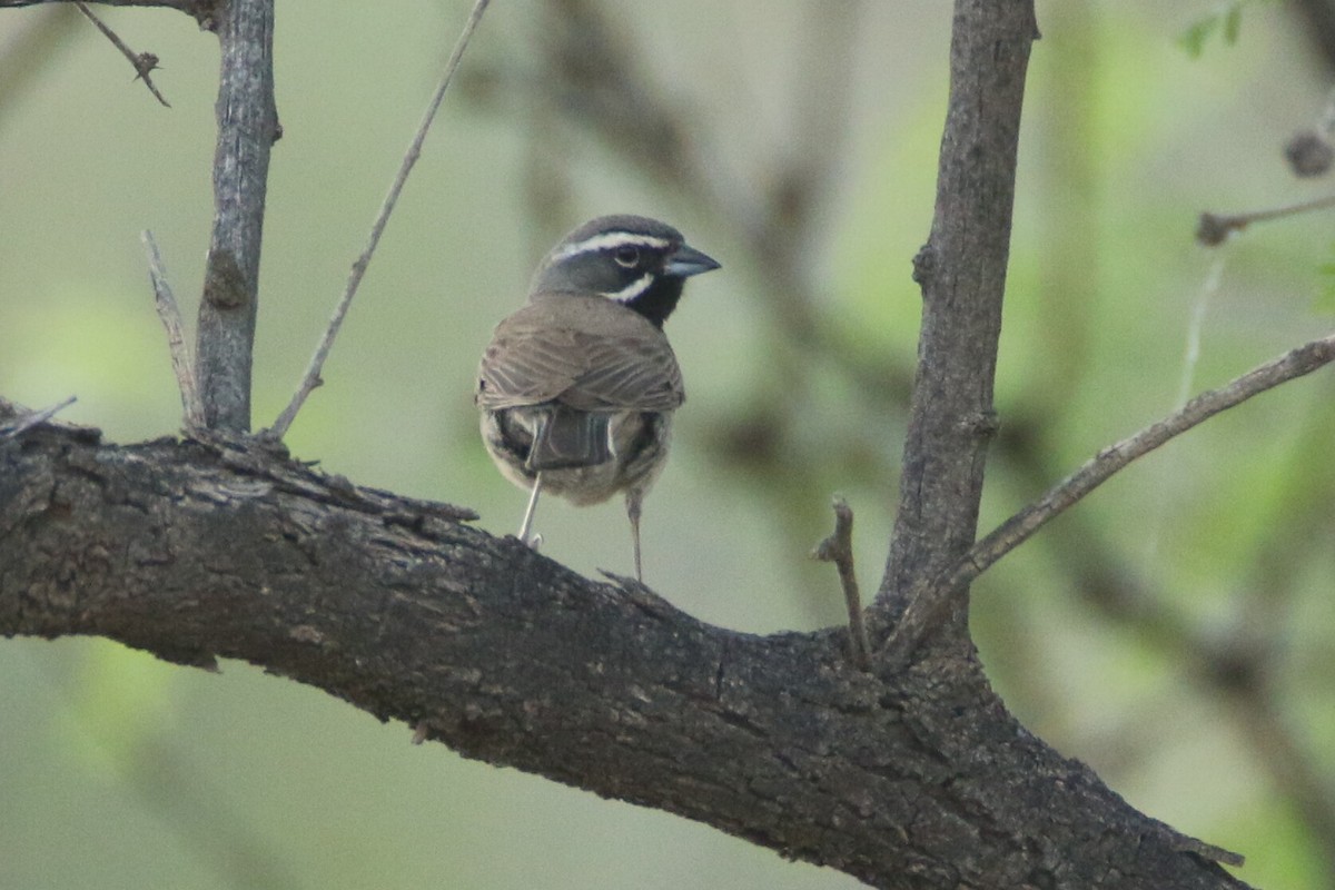 Black-throated Sparrow - ML233792931