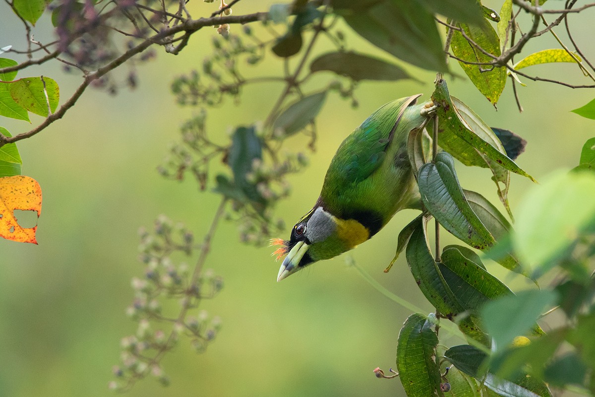 Fire-tufted Barbet - ML233793391