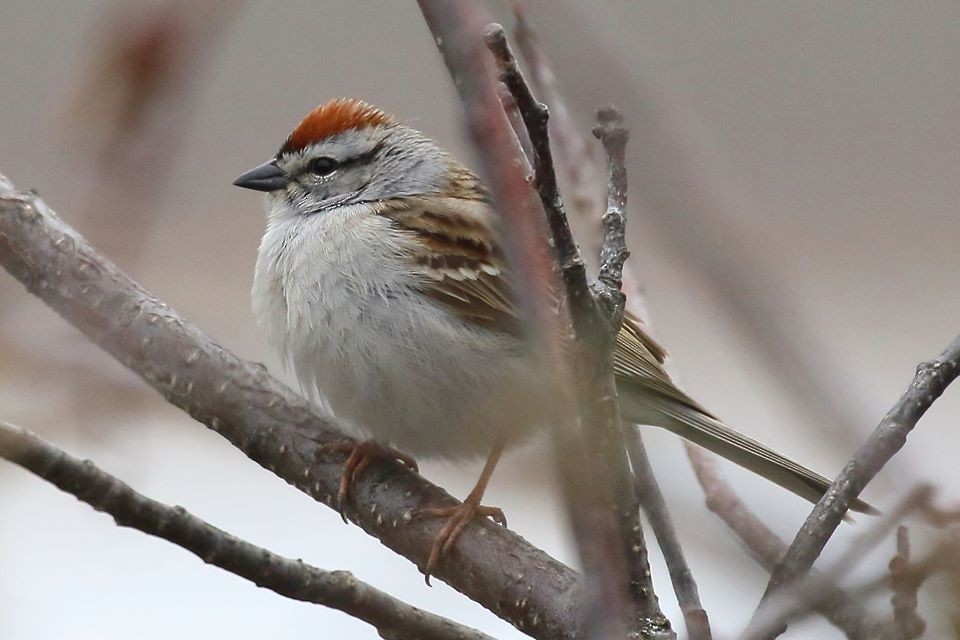Chipping Sparrow - ML233794251