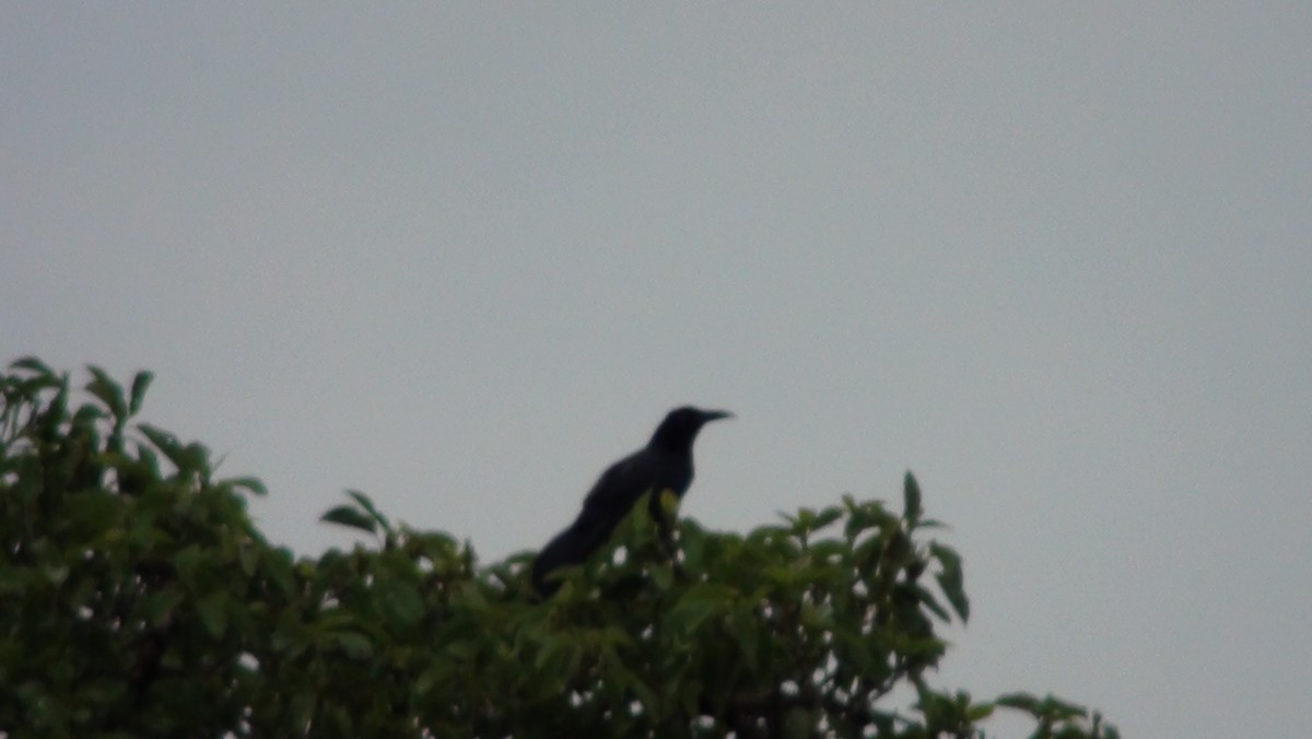 Great-tailed Grackle - ML233795121