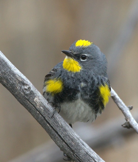 Yellow-rumped Warbler - Monday Birders