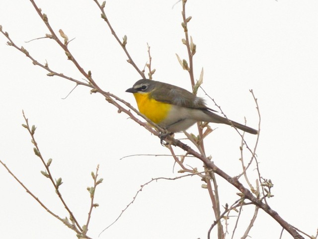 Yellow-breasted Chat - ML233797011
