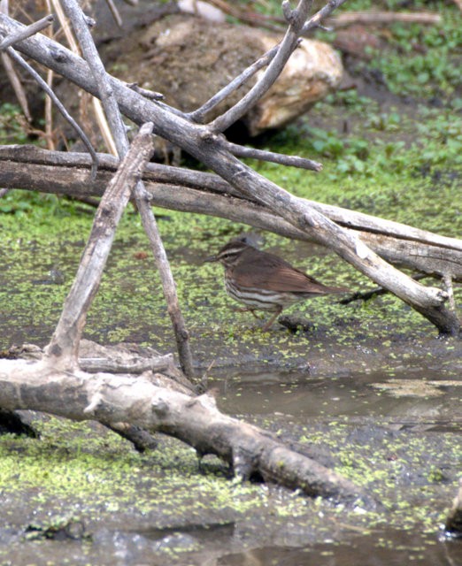 Northern Waterthrush - Monday Birders