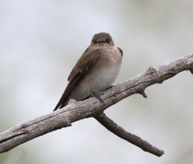 Northern Rough-winged Swallow - Monday Birders