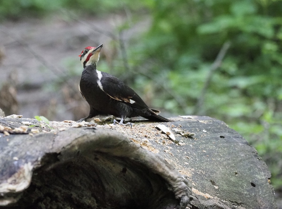 Pileated Woodpecker - ML233802971
