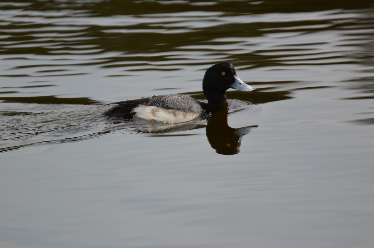 Greater Scaup - ML23380391