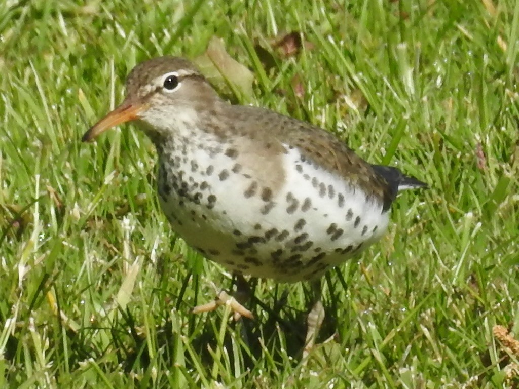 Spotted Sandpiper - Alan Knowles