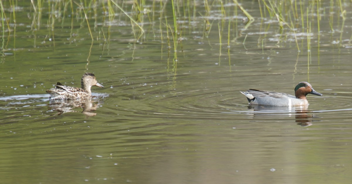 Green-winged Teal - ML233807041