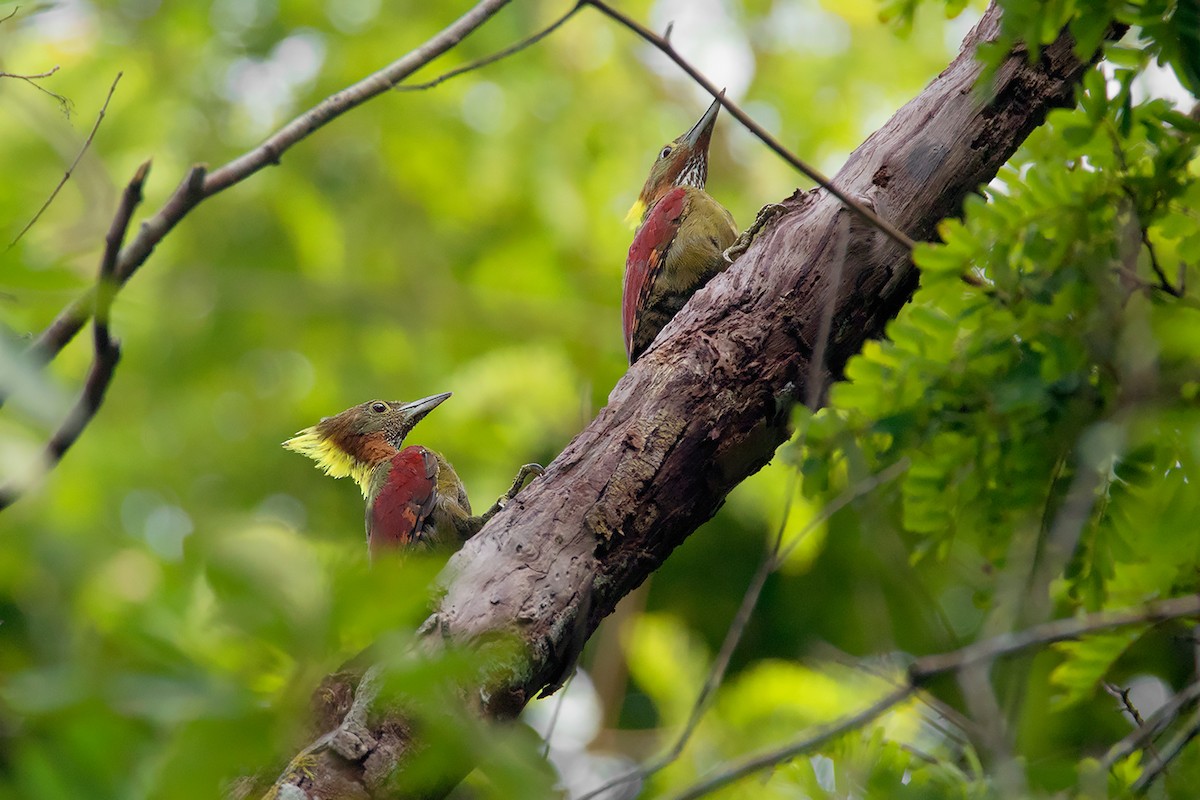 Checker-throated Woodpecker - Ayuwat Jearwattanakanok