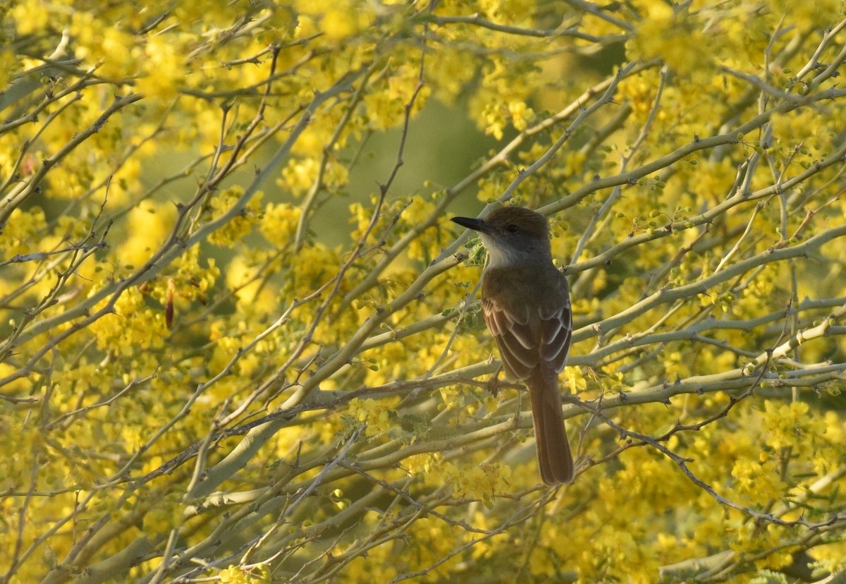 Brown-crested Flycatcher - Ryan O'Donnell