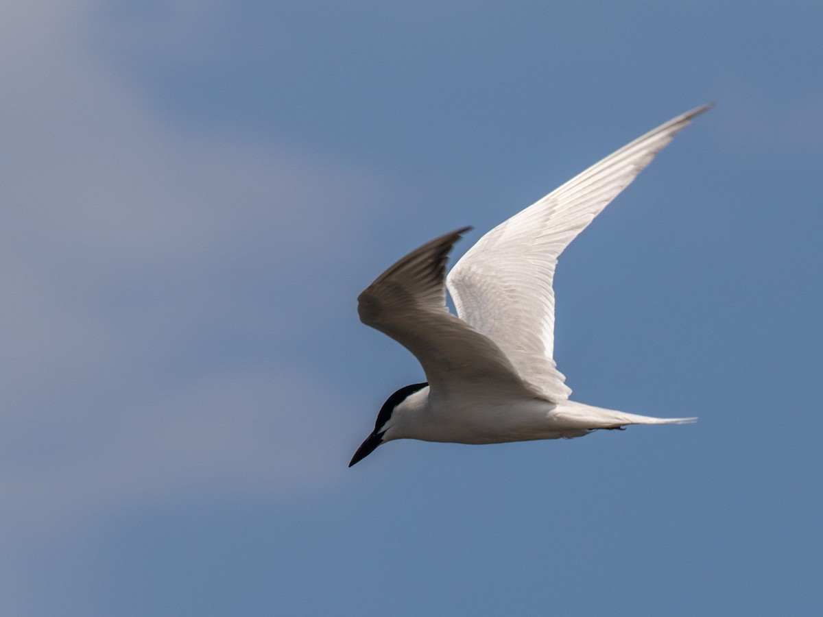 Gull-billed Tern - ML233830301