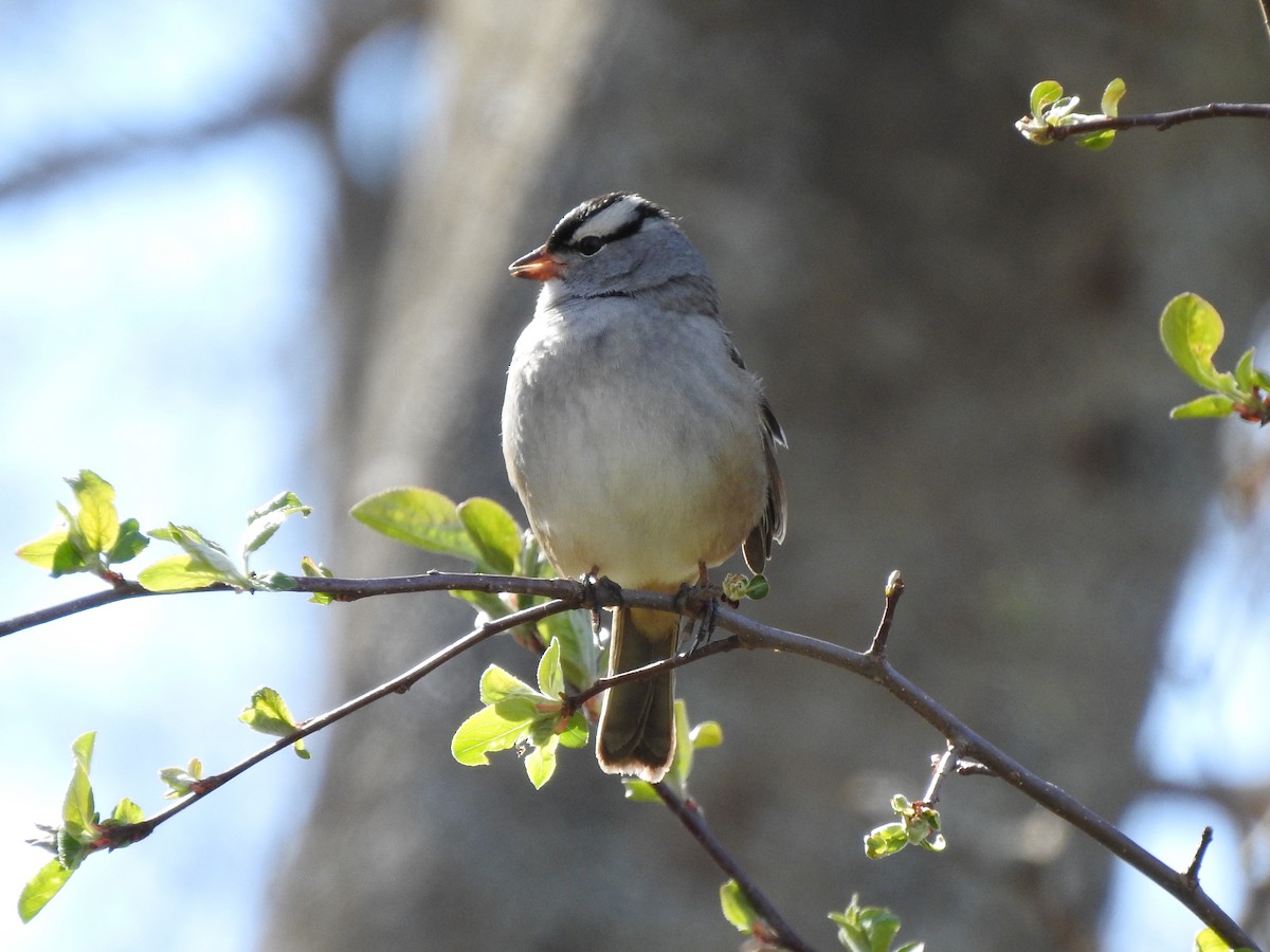 White-crowned Sparrow - Brendan Thomas