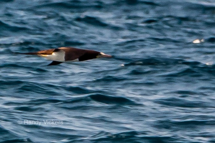Brown Booby - ML233832911
