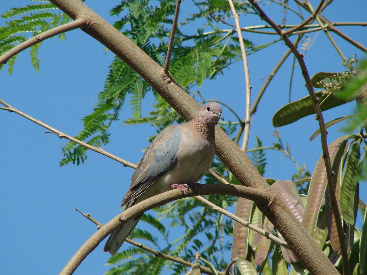 Laughing Dove - ML233839421