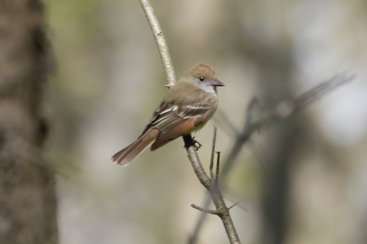Great Crested Flycatcher - ML233840891