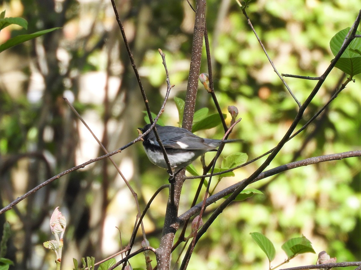 Black-throated Blue Warbler - ML233848161