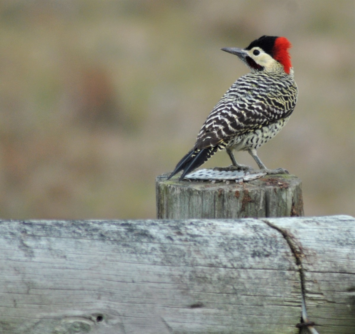 Green-barred Woodpecker - ML233850091