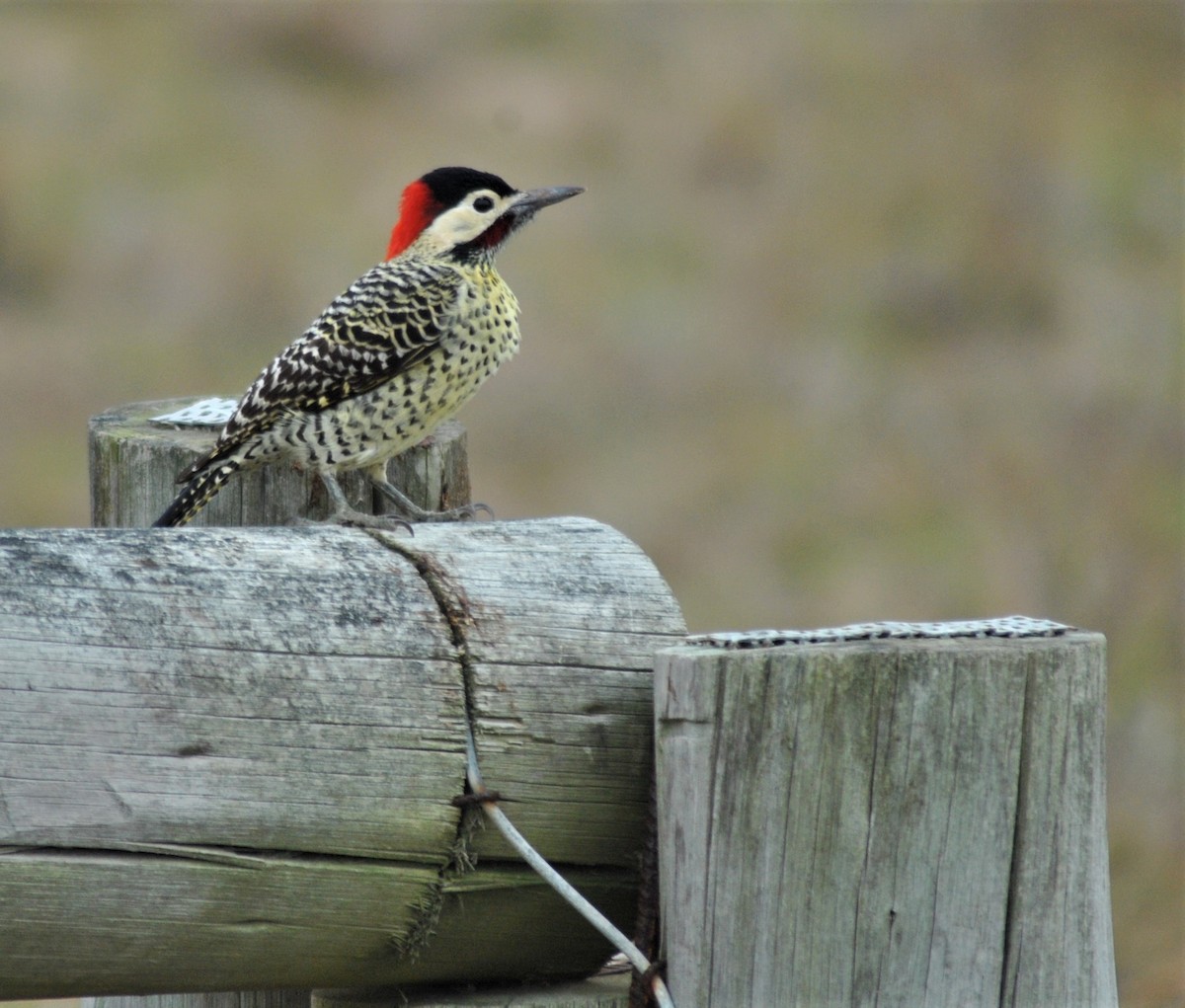 Green-barred Woodpecker - ML233850101