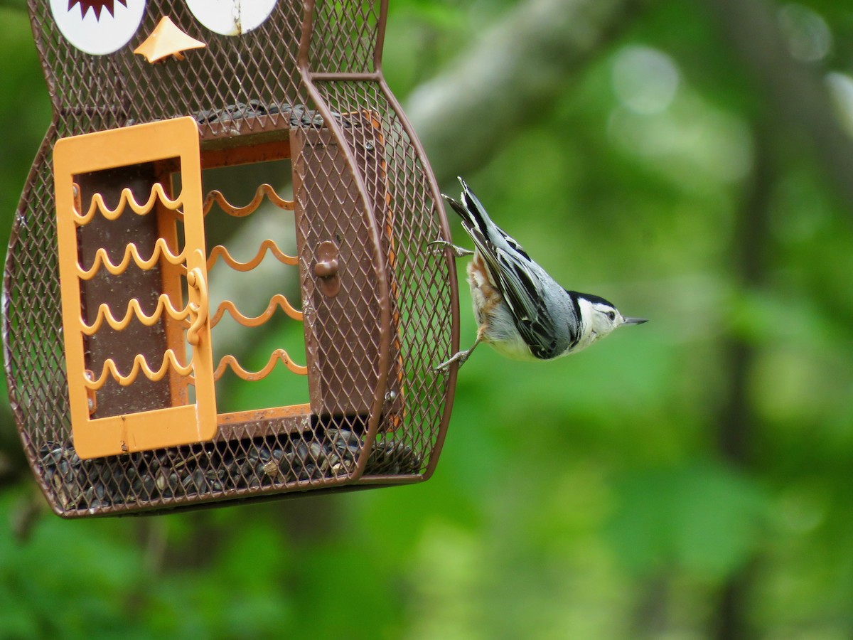 White-breasted Nuthatch - ML233850231