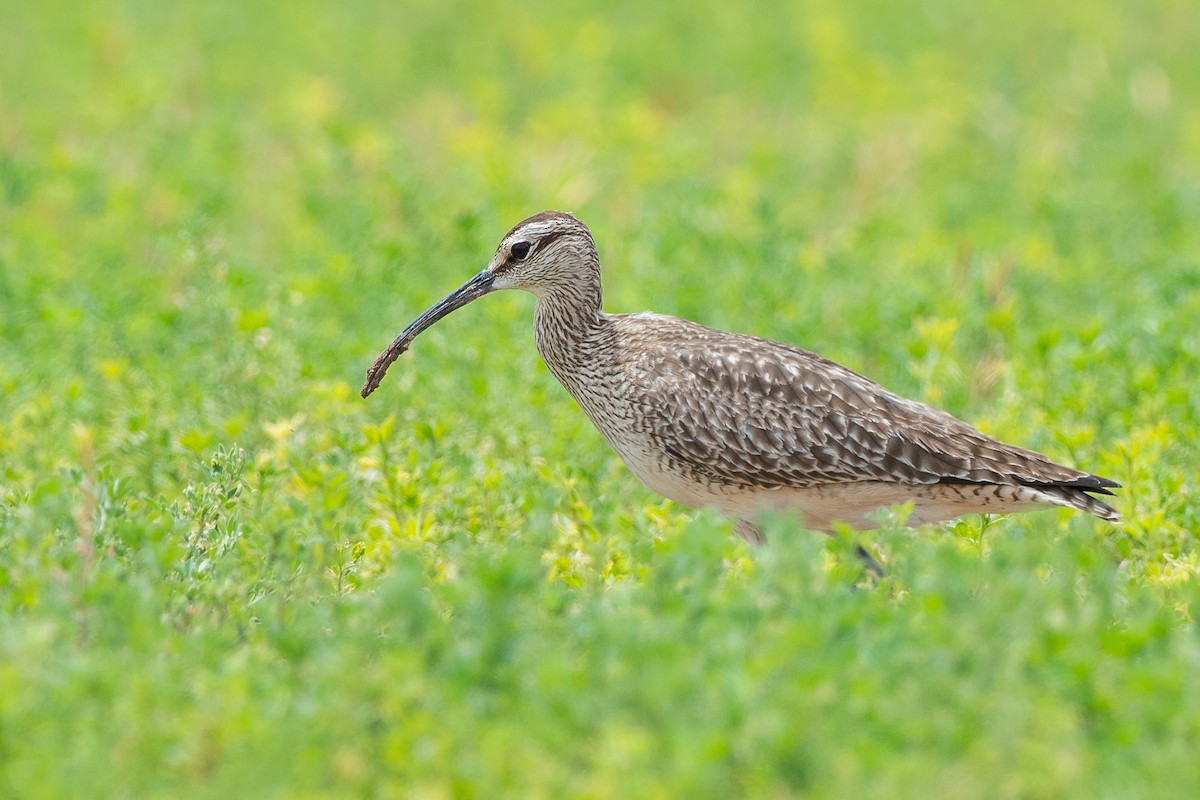 Whimbrel - Phil Chaon
