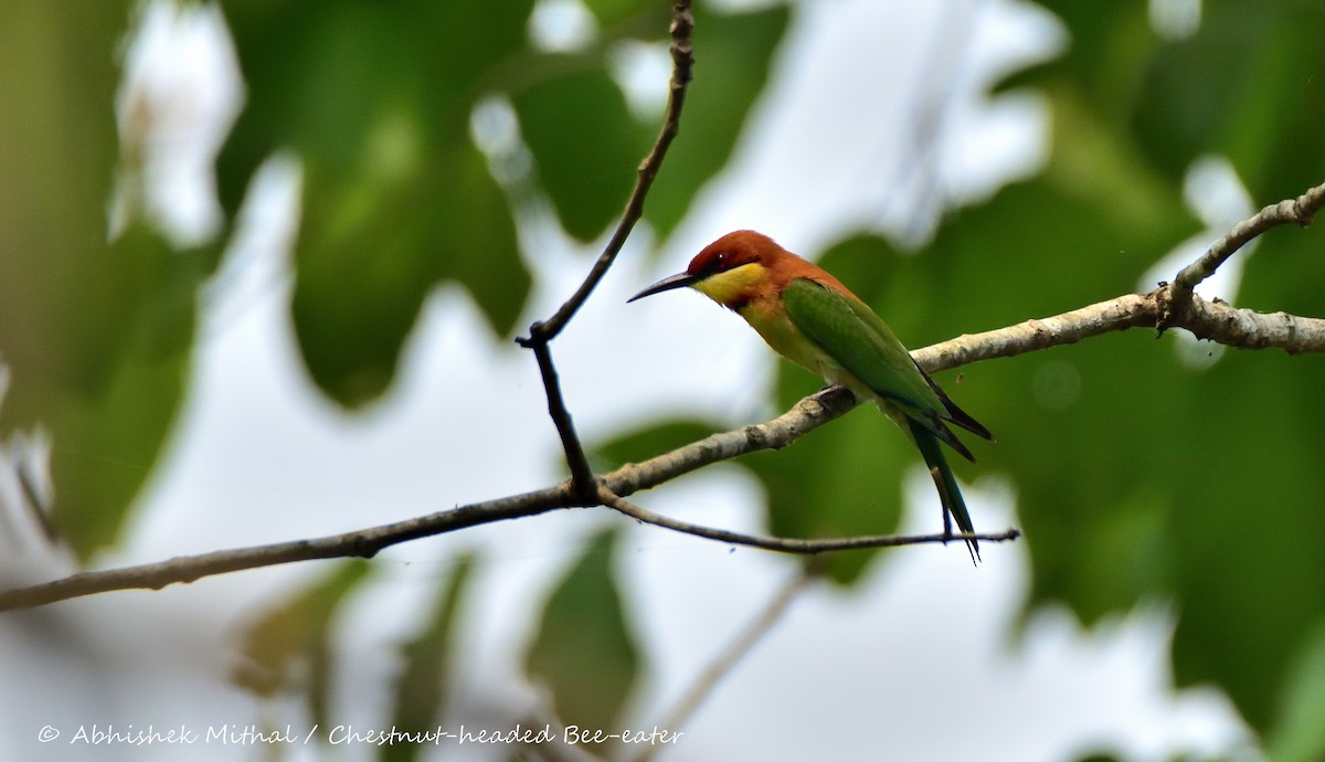 Chestnut-headed Bee-eater - Abhishek Mithal