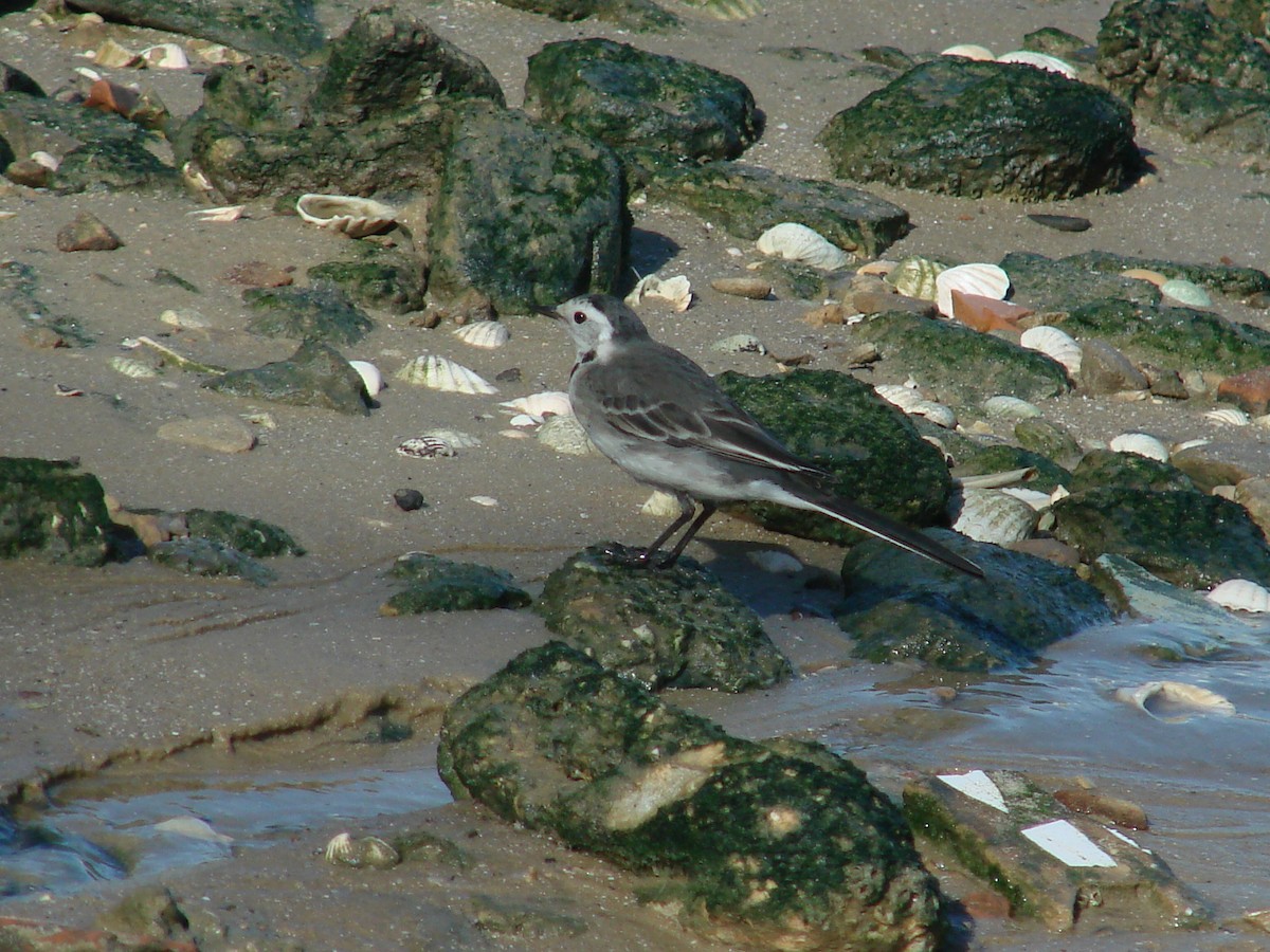 White Wagtail (White-faced) - ML233854971