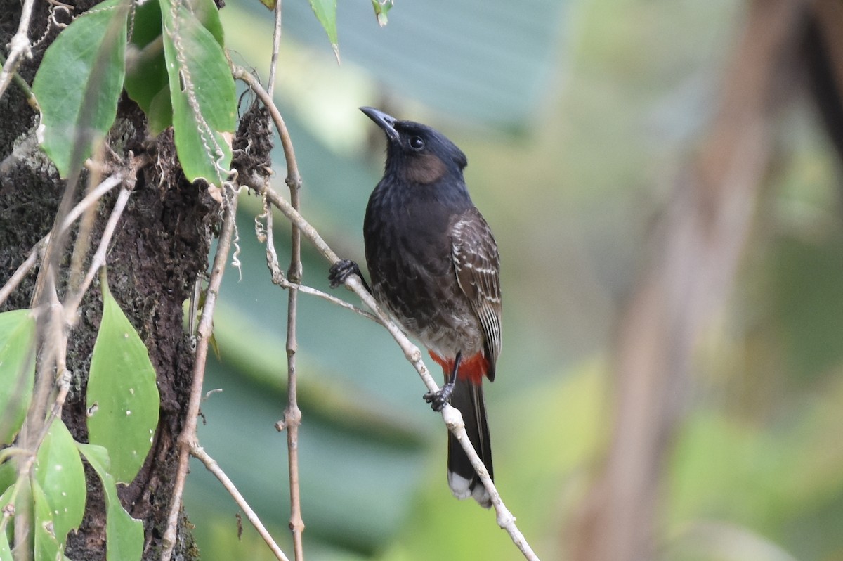 Red-vented Bulbul - ML233856101