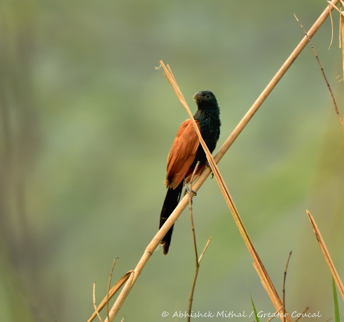 Greater Coucal - Abhishek Mithal