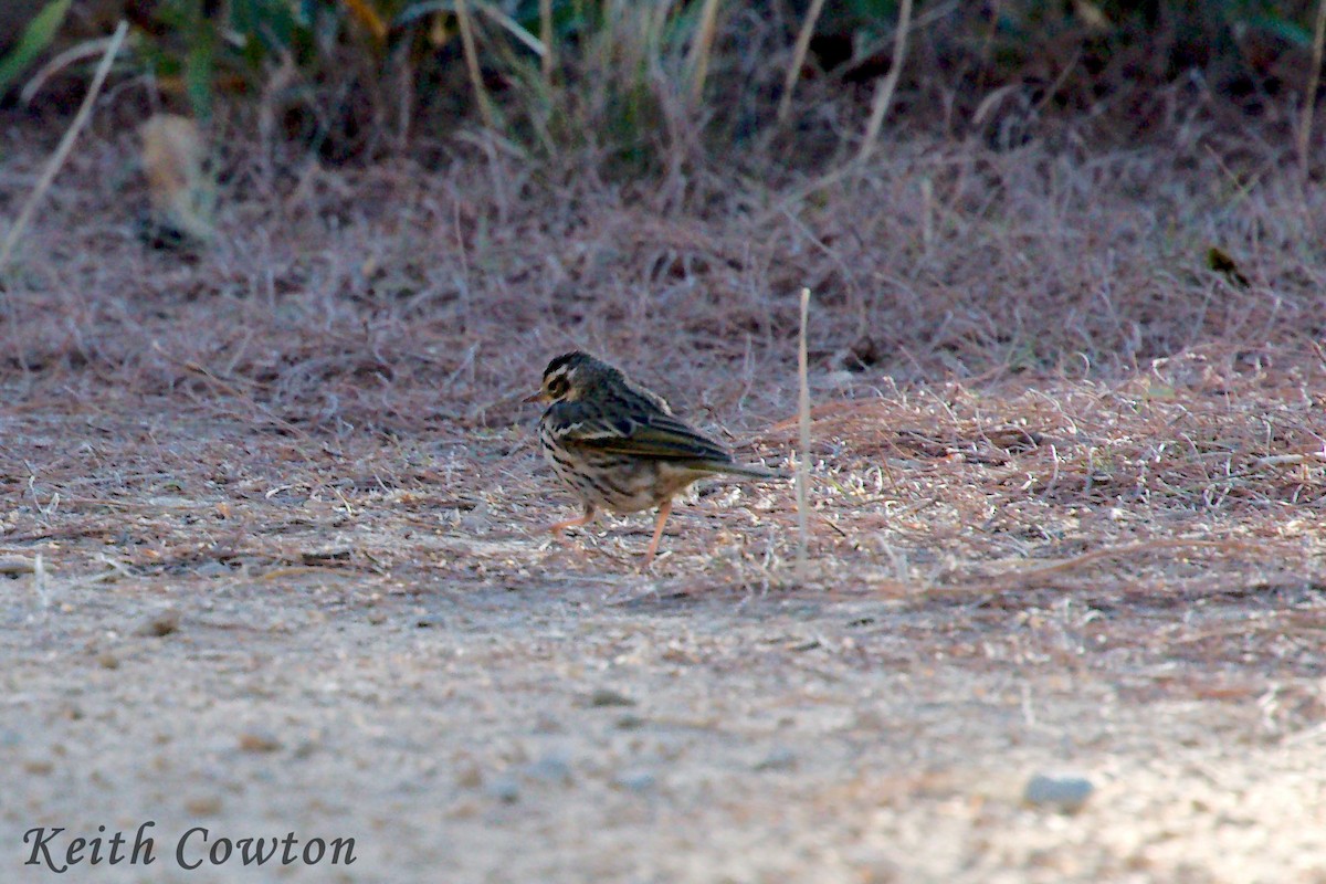 Olive-backed Pipit - Keith Cowton