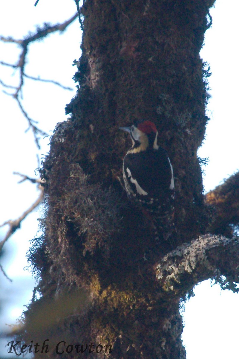 Darjeeling Woodpecker - Keith Cowton