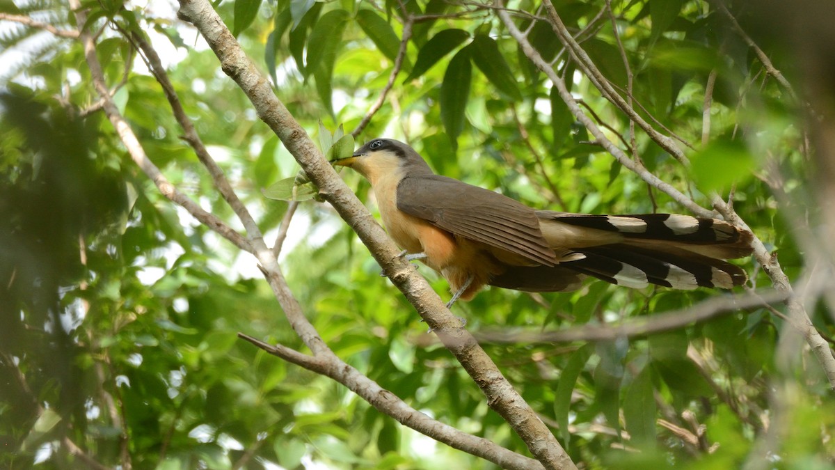 Mangrove Cuckoo - Miguel Aguilar @birdnomad
