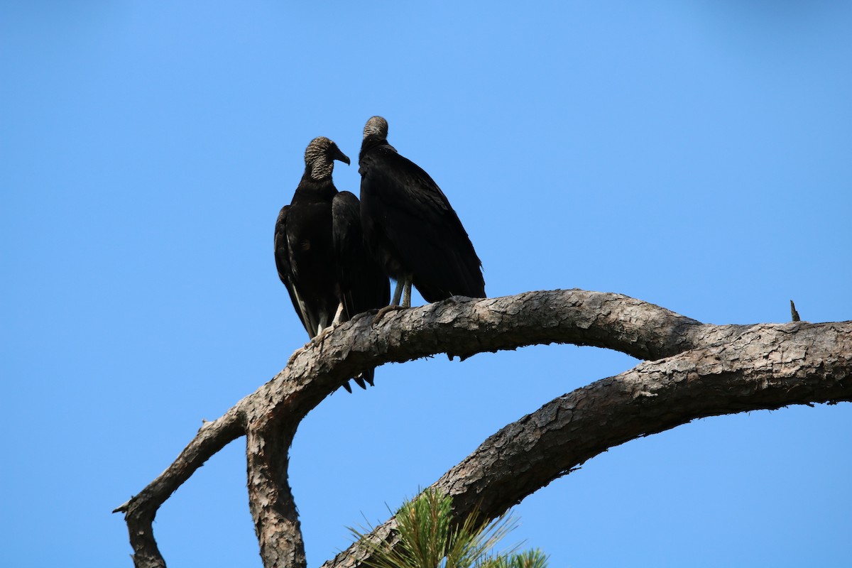 Black Vulture - Patricia Walthall