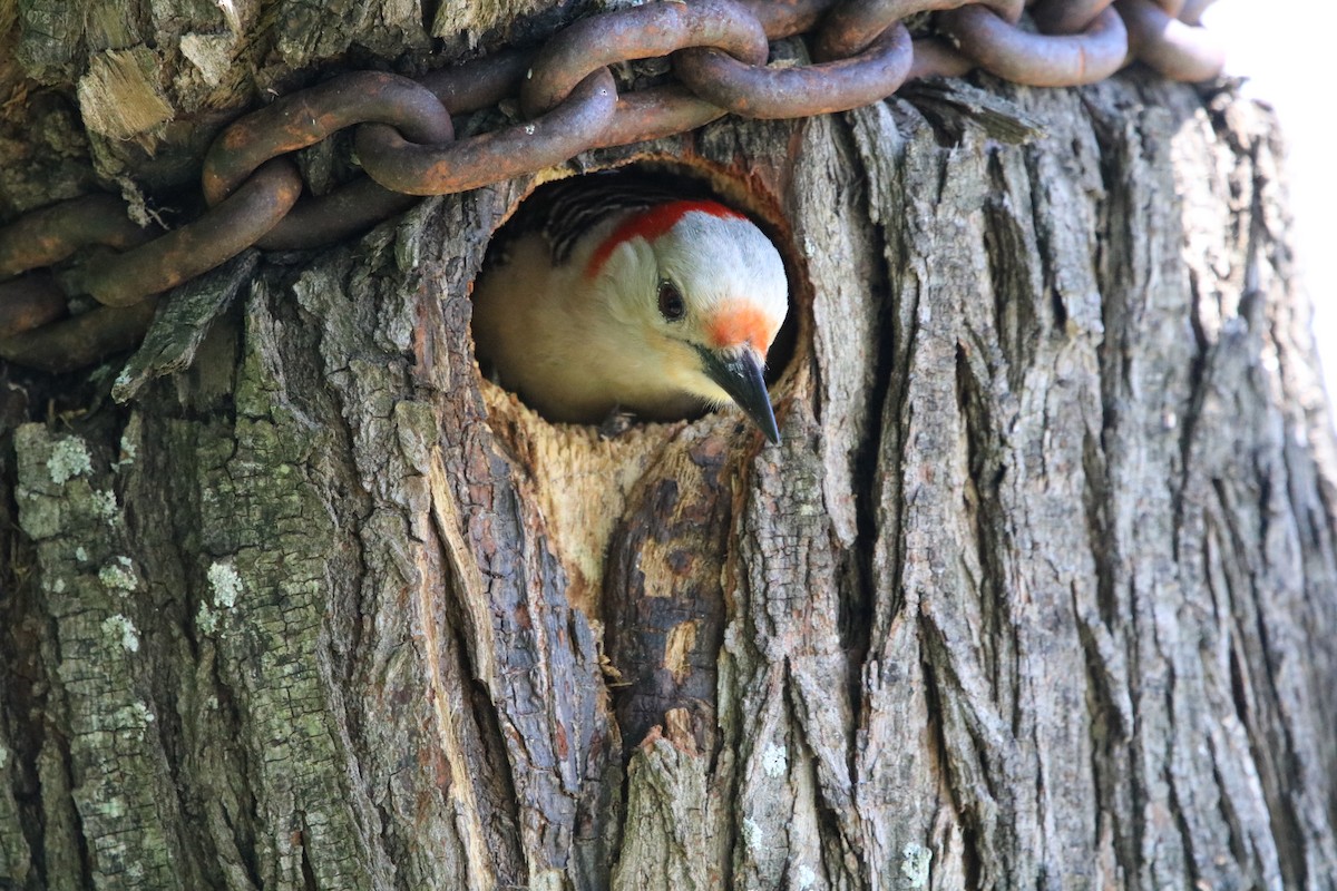 Red-bellied Woodpecker - Patricia Walthall