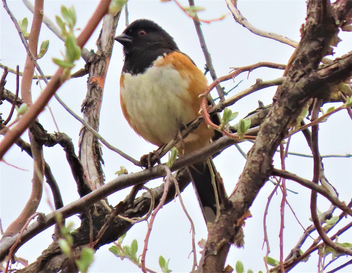Spotted Towhee - ML233866731