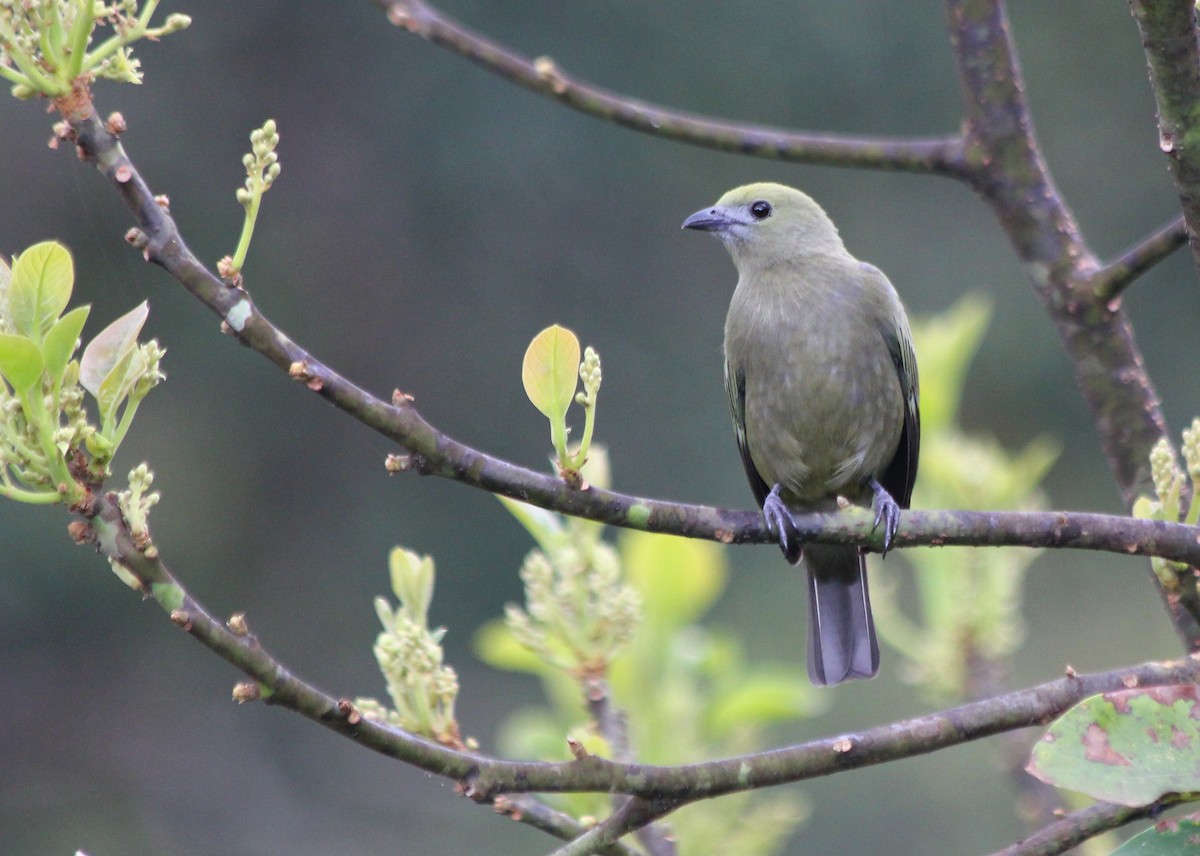 Palm Tanager - Devin Griffiths