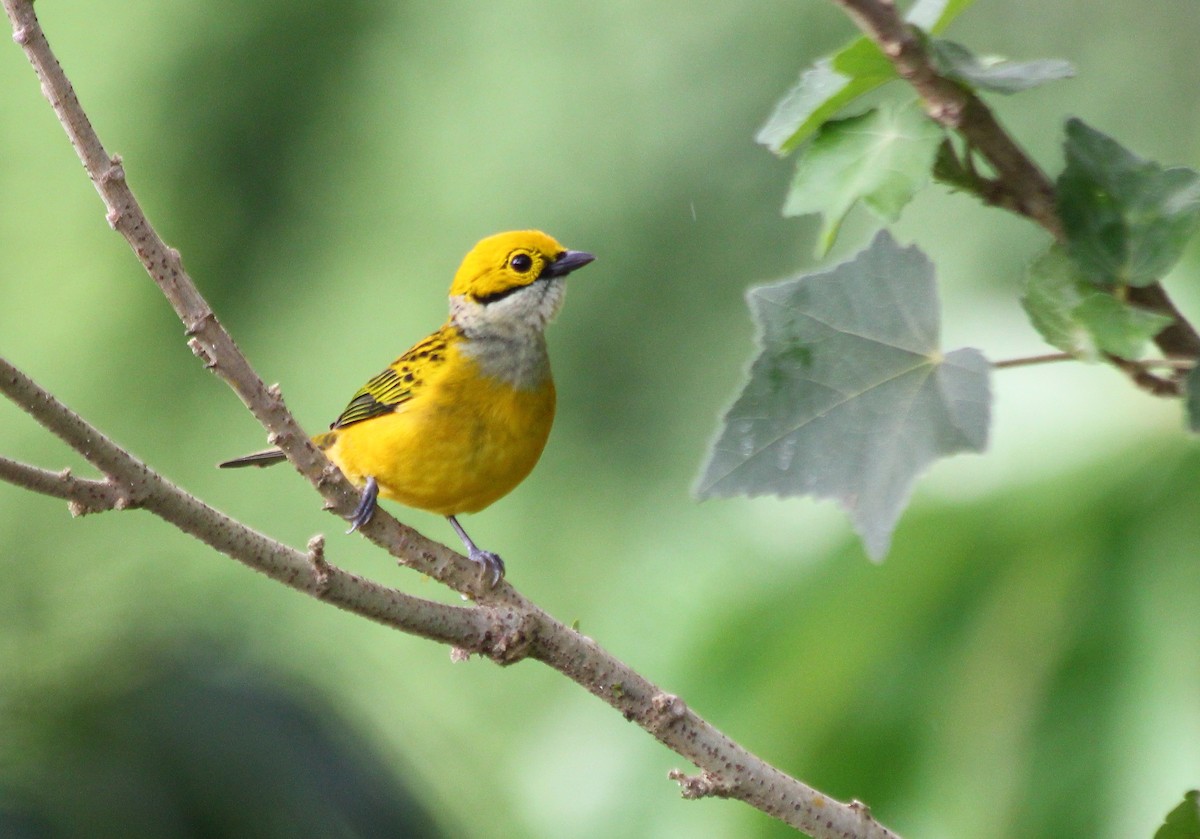 Silver-throated Tanager - Devin Griffiths