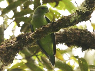  - Black-winged Parrot